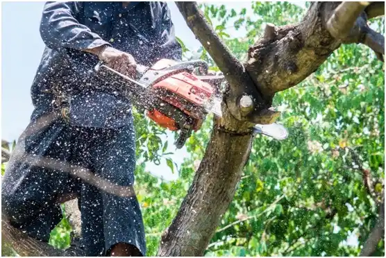tree services Chalfont